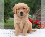 Small #4 Golden Retriever