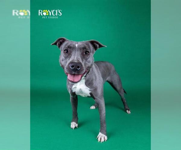 Medium Photo #1 Mutt Puppy For Sale in West Valley, UT, USA