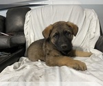 Small Photo #8 German Shepherd Dog Puppy For Sale in RUFFIN, SC, USA