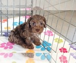 Small #10 Cockapoo (Toy)-Poodle (Toy) Mix