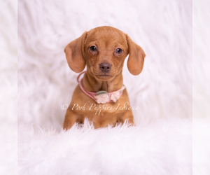 Medium Dachshund