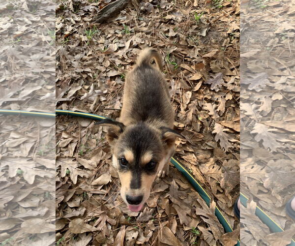 Medium Photo #3 Labrador Retriever-Unknown Mix Puppy For Sale in The Woodlands, TX, USA