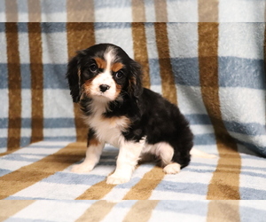 Cavalier King Charles Spaniel Puppy for sale in SHILOH, OH, USA