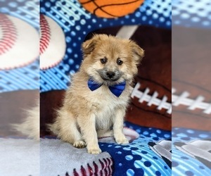 Pomeranian Puppy for sale in CHRISTIANA, PA, USA