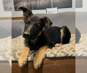 German Shepherd Dog Puppy for sale in LOGAN, OH, USA