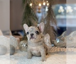 Puppy 1 French Bulldog