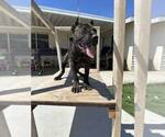 Small Photo #1 Cane Corso Puppy For Sale in HEMET, CA, USA