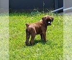 Puppy Puppy 6 Boxer