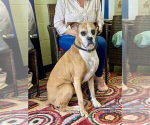 Boxer Dogs for adoption in Austin, TX, USA