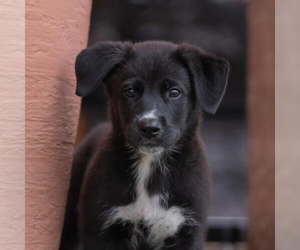 Medium Photo #5 Labrador Retriever-Unknown Mix Puppy For Sale in San Diego, CA, USA