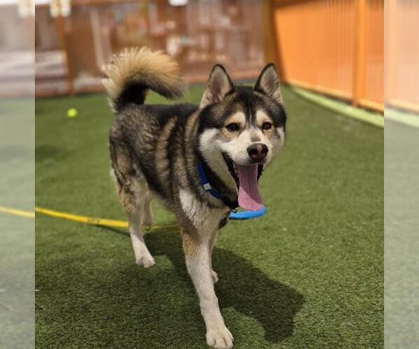 Medium Photo #1 Siberian Husky-Unknown Mix Puppy For Sale in Las Vegas, NV, USA