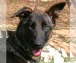 Jasmine - Female Mutt Dog for Adoption - Small photo