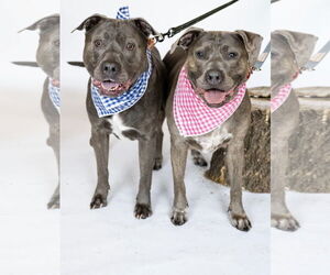American Pit Bull Terrier Dogs for adoption in Princeton, MN, USA