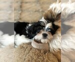 Small Photo #4 Cava-Tzu Puppy For Sale in ELIZABETHTOWN, PA, USA