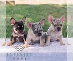 Small #2 French Bulldog