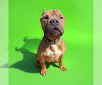 Small #6 Staffordshire Bull Terrier