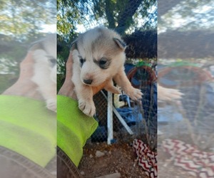 Siberian Husky Puppy for sale in RINCON, AZ, USA