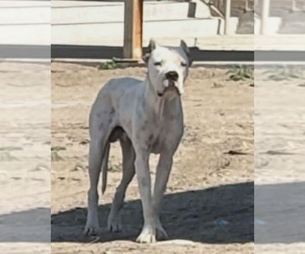 Medium Photo #7 Boxer-Unknown Mix Puppy For Sale in Dumont, NJ, USA