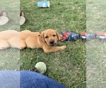 Small Photo #27 Labrador Retriever Puppy For Sale in BLUFF DALE, TX, USA