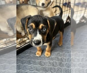Beagle-Unknown Mix Dogs for adoption in Aurora, IN, USA