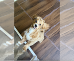 Small #4 Shih-Poo