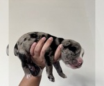 Small #4 Australian Shepherd