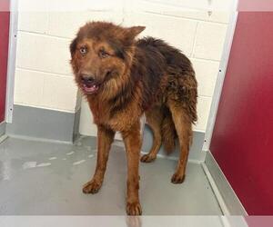 Chow Chow-Unknown Mix Dogs for adoption in Visalia, CA, USA