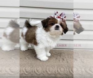 Shih Tzu Puppy for sale in PITTSFIELD, IL, USA