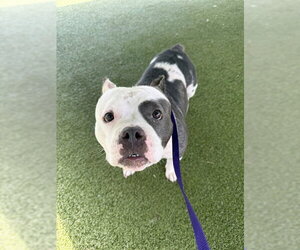 Staffordshire Bull Terrier-Unknown Mix Dogs for adoption in Fayetteville, NC, USA