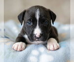 Jinny - Female Boxador Dog for Adoption - Small photo