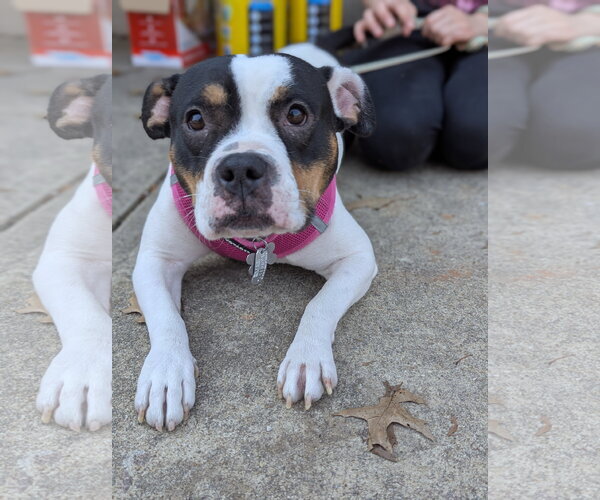 Medium Photo #2 American Bulldog-American Staffordshire Terrier Mix Puppy For Sale in Holly Springs, NC, USA