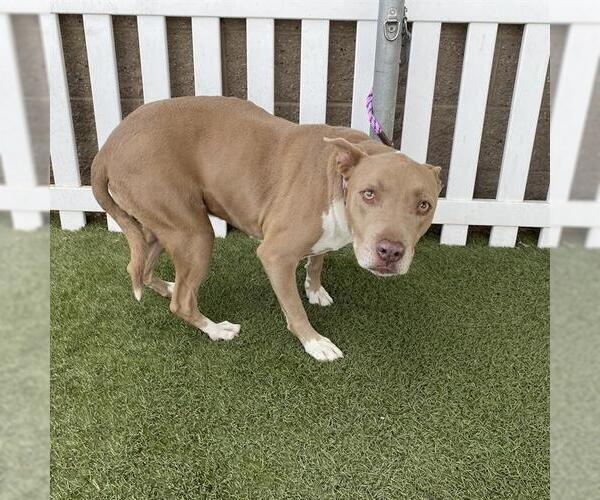 Medium Photo #1 American Pit Bull Terrier Puppy For Sale in Modesto, CA, USA