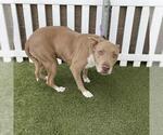 Small American Pit Bull Terrier