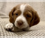 Small #3 Brittany