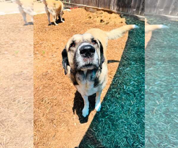 Medium Photo #3 Anatolian Shepherd Puppy For Sale in Houston, TX, USA