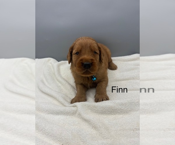 Medium Photo #2 Golden Retriever Puppy For Sale in FREDERICKSBG, OH, USA