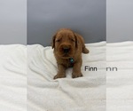 Small #1 Golden Retriever