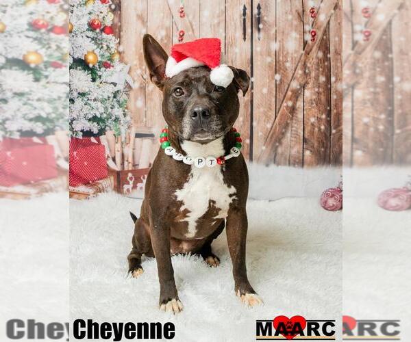 Medium Photo #4 Mutt Puppy For Sale in Maryville, TN, USA