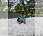 Small #1 Yorkshire Terrier