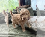 Small #15 Aussiedoodle
