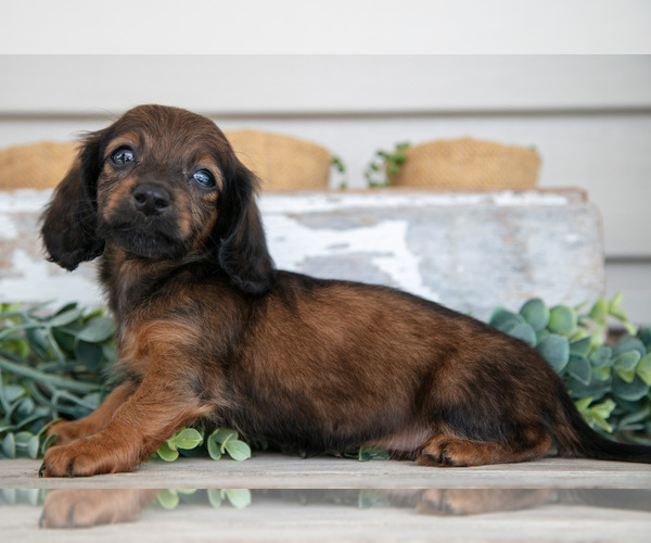 Medium Photo #1 Dachshund Puppy For Sale in NAPPANEE, IN, USA