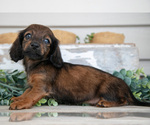 Puppy Lissy Dachshund