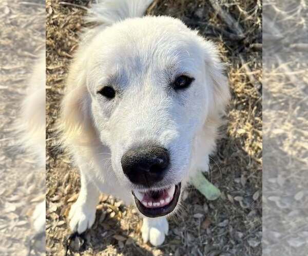 Medium Photo #1 Great Pyrenees Puppy For Sale in Dallas, TX, USA