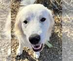 Small Great Pyrenees