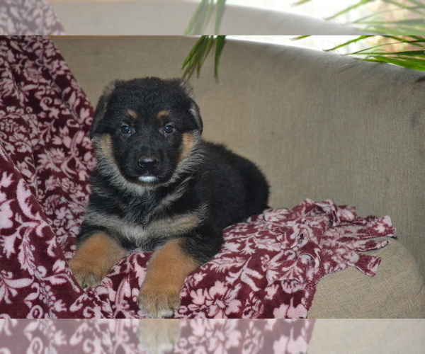 Medium Photo #3 German Shepherd Dog Puppy For Sale in GREENWOOD, WI, USA