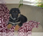 Small #2 German Shepherd Dog