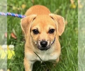 Chihuahua-Unknown Mix Dogs for adoption in Yardley, PA, USA