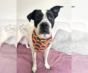 Lab-Pointer Dogs for adoption in Rockaway, NJ, USA