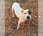 Small #1 American Pit Bull Terrier Mix