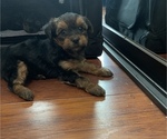 Small Photo #4 Yorkshire Terrier Puppy For Sale in SAN DIEGO, CA, USA